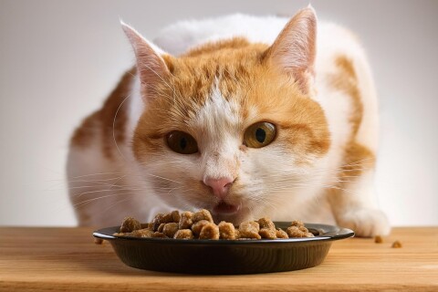Cat 9279063 1280