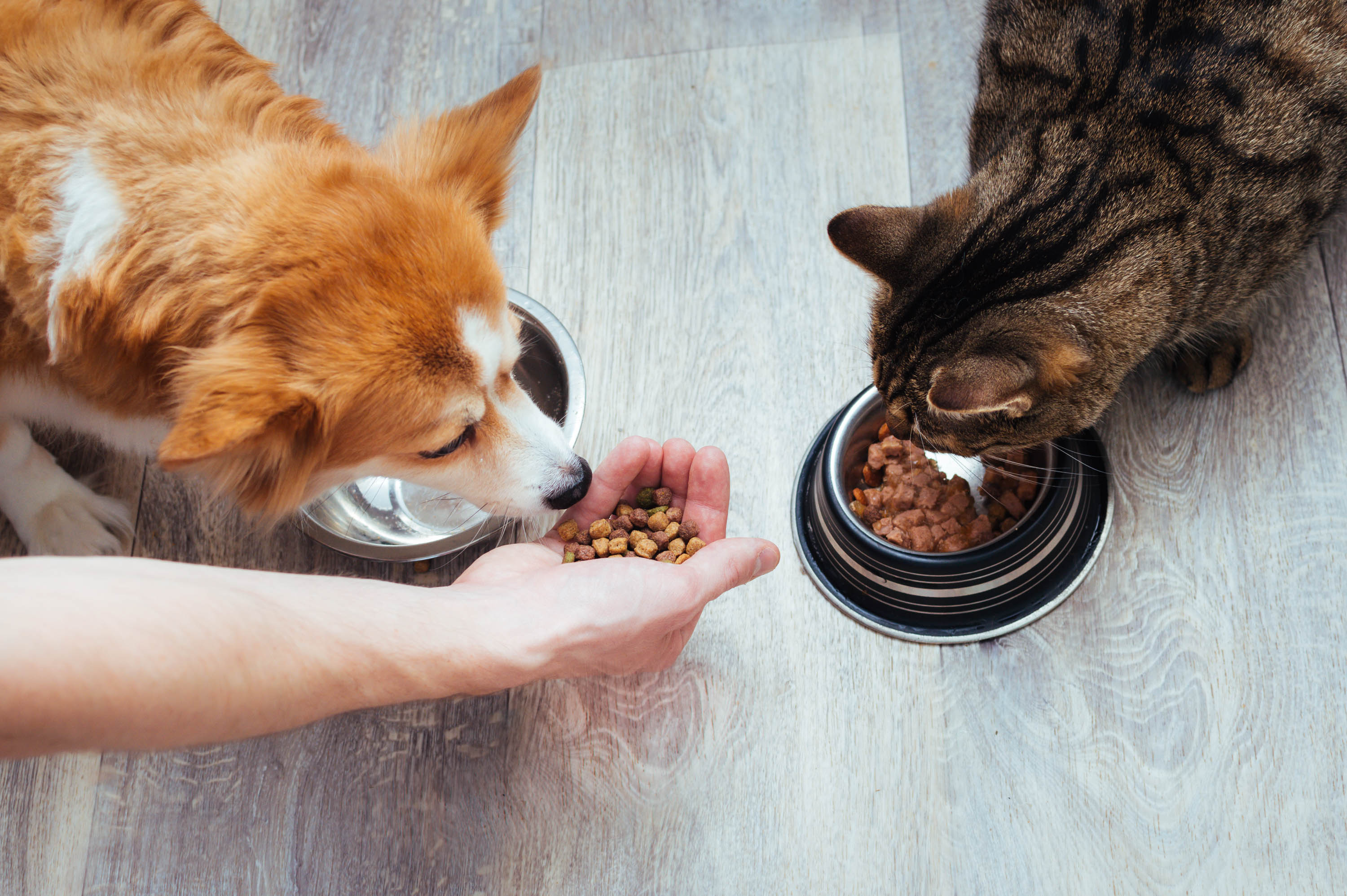 Beg Dij boeket Voedingsbehoefte voor honden en katten - NVG Nederlandse Voedingsindustrie  Gezelschapsdieren